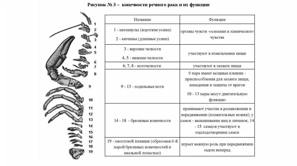 Таблица биология ракообразные. Конечности ракообразных и их функции. Внутреннее строение ракообразных. Строение конечностей ракообразных. Строение ходильных ног ракообразных.