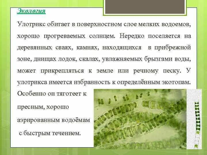 Место обитания улотрикса. Зеленые водоросли улотрикс. Экологическая группа зеленых водорослей. Общая характеристика улотрикса.