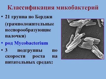 Микобактерии туберкулеза грамположительные
