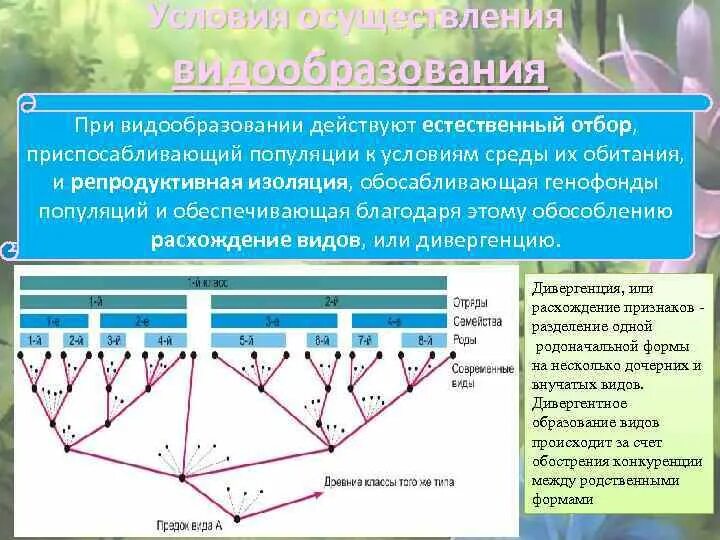 Формы видообразования таблица. Дивергентное видообразование. Дивергентное видообразование примеры. Дивергенция форма естественного отбора. Результатом является репродуктивная изоляция и видообразование