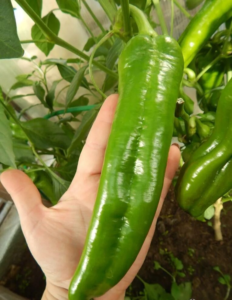 перец сладкий какаду оранжевый. перец сладкий какаду оранжевый. перец какаду описание отзывы. перец какаду f1 желтый. перец какаду красный семена гавриш.