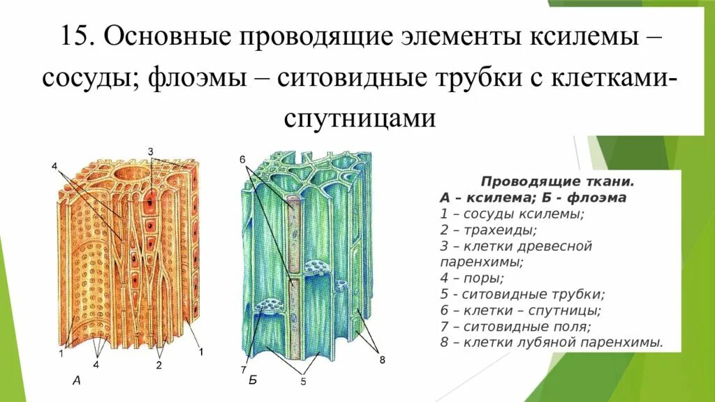 Ткани растений состоящие из живых клеток. Проводящие ткани ситовидные трубки флоэма. ксилема луб. клетки древесины ксилема флоэма. проводящая ткань флоэма.