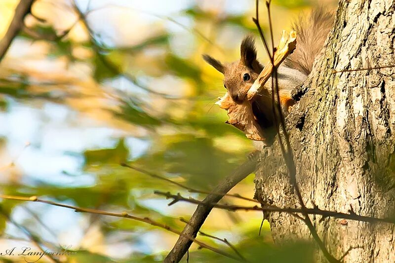 белка питается. природа с животными. что ест белка. белка сушит грибы. белка с грибочком.