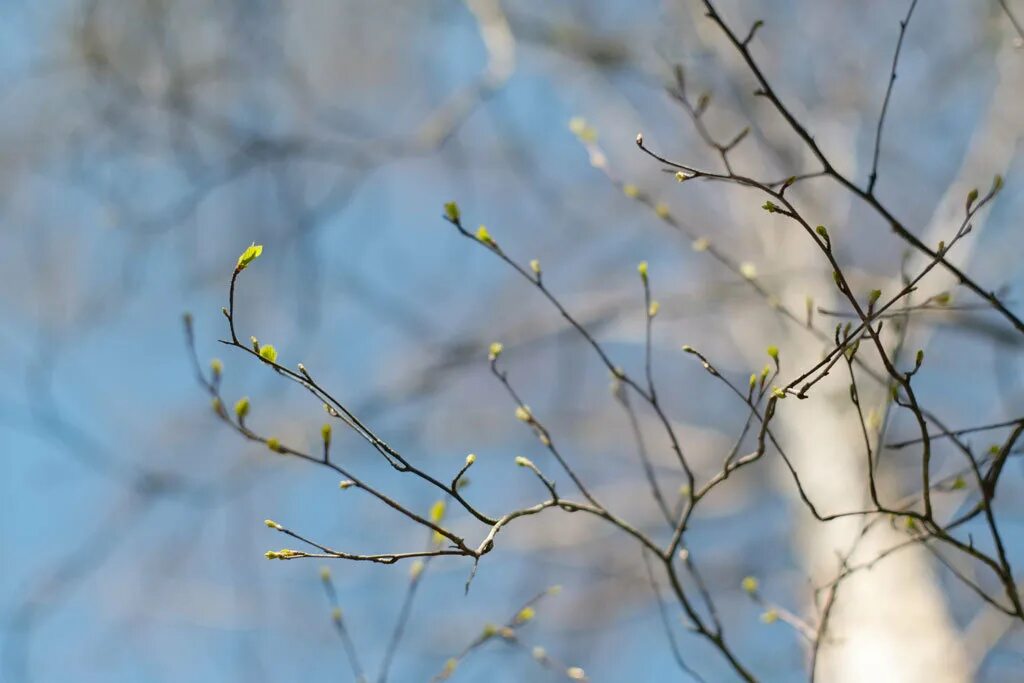 ветка вербы. веточки весны. весенние почки берез. весенняя ветка. весеннее цветение.
