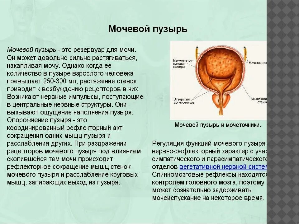 Расслабленный мочевой пузырь. Схема строения мочевого пузыря. Анатомия человека внутренние органы мочевой пузырь. Наружное строение мочевого пузыря анатомия. Мочевой пузырь строение и функции.