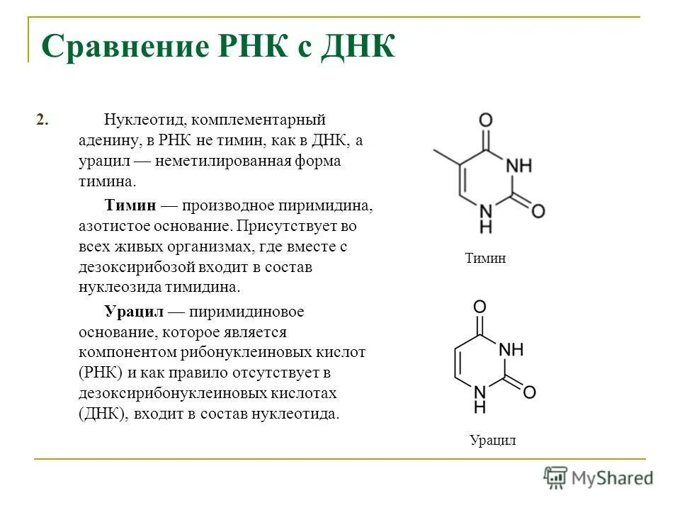 Рнк тимин урацил