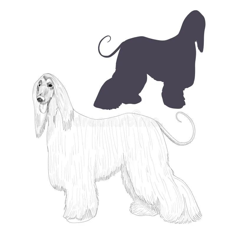 Afghan Hound Dogs and Puppies Wiki Fandom