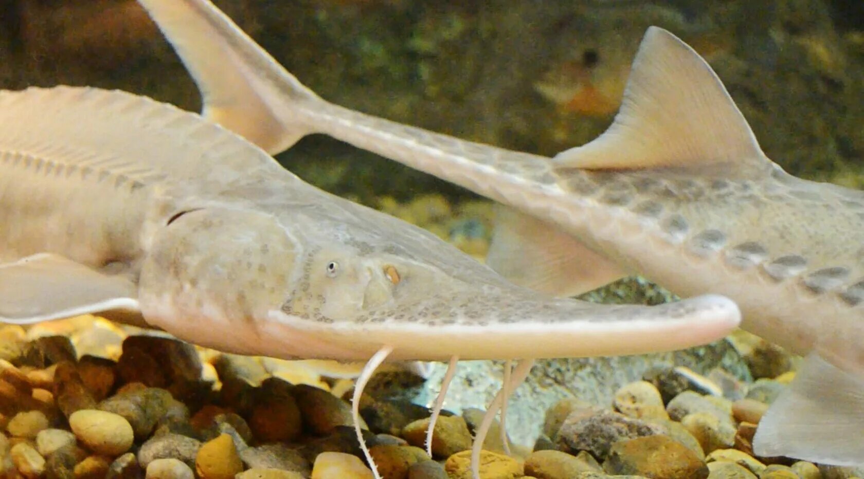 осетр альбинос. стерлядь альбинос. рыба белуга альбинос. веслонос альбинос. осетр альбинос.