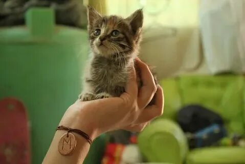 Картинки кот на руках