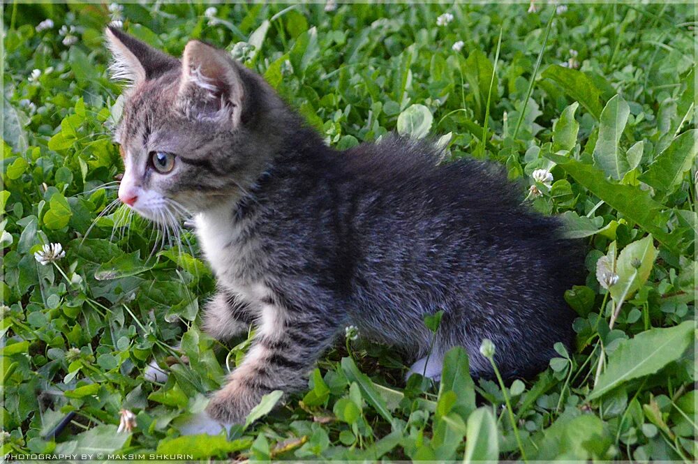 котята ашукино. этнопарк кочевник в хотьково. животные хотьково. сергиев посад московская область помощь животным котятам. этнопарк сергиев посад хотьково.