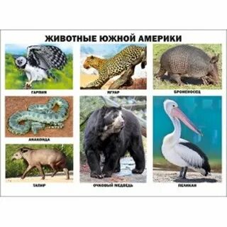 Животные северной америки 4 класс