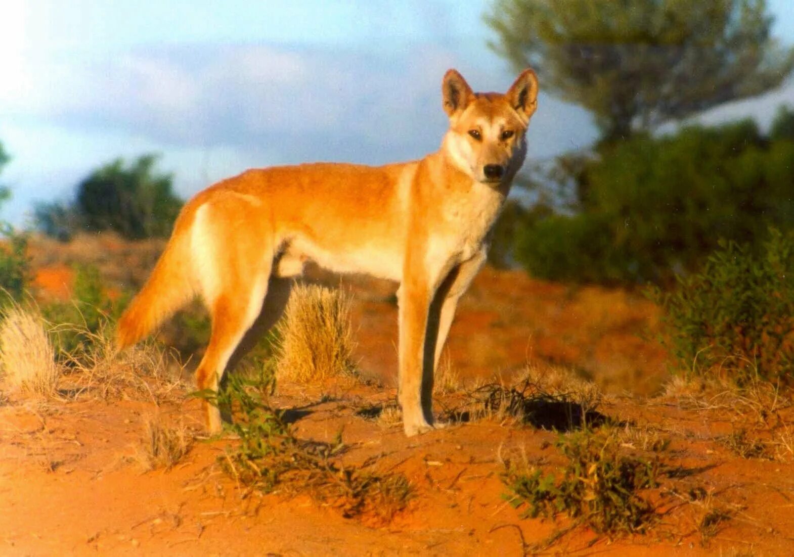 Где живет собака динго на каком. Австралийская собака Динго. Животные Австралии Динго. Динго в Австралии. Динго чистокровный.