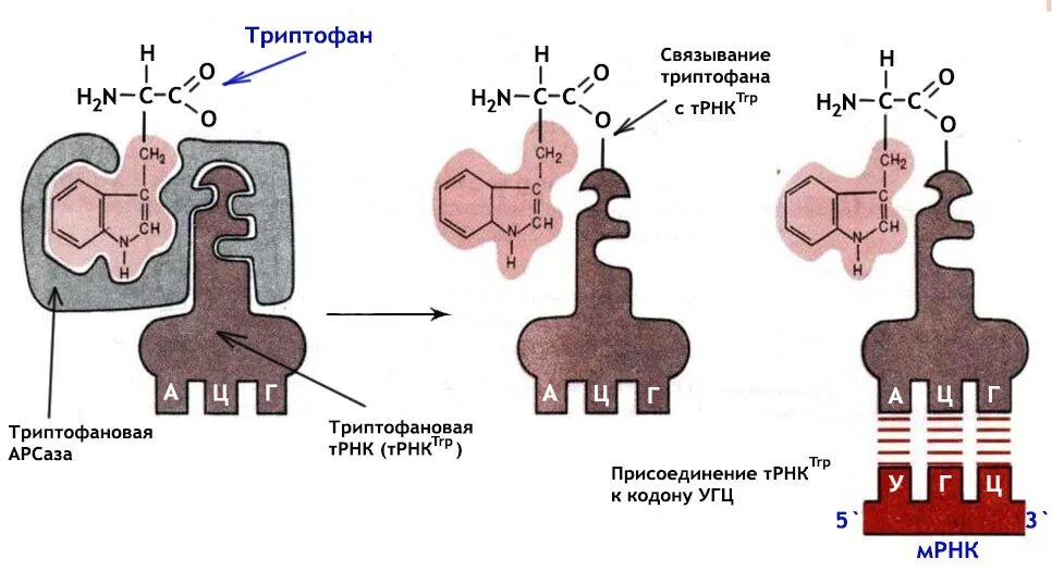 Соединение трнк с аминокислотой. Аминокислота присоединяется в ТРНК. Присоединение аминокислоты к ТРНК. Аминоацил-ТРНК-синтетаза присоединяет.