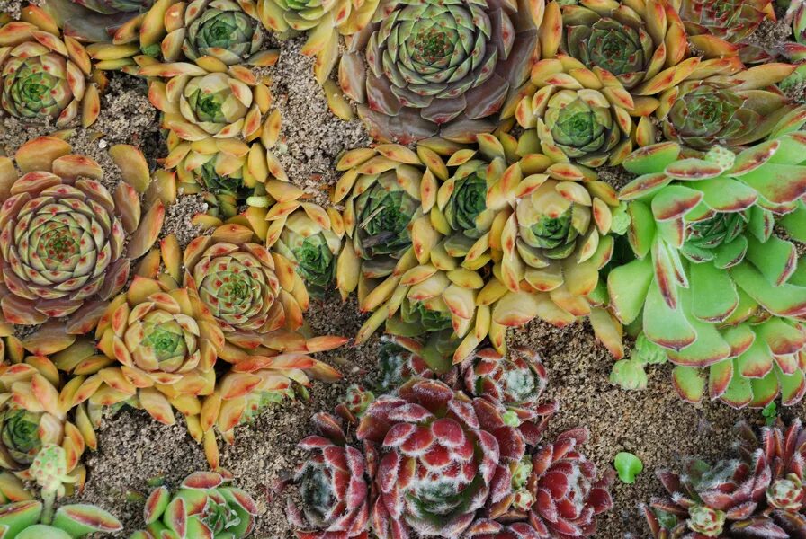 Молодило растет. Каменный цветок молодило. молодило живучка. молодило sempervivum silberkarneol. молодило таурус.