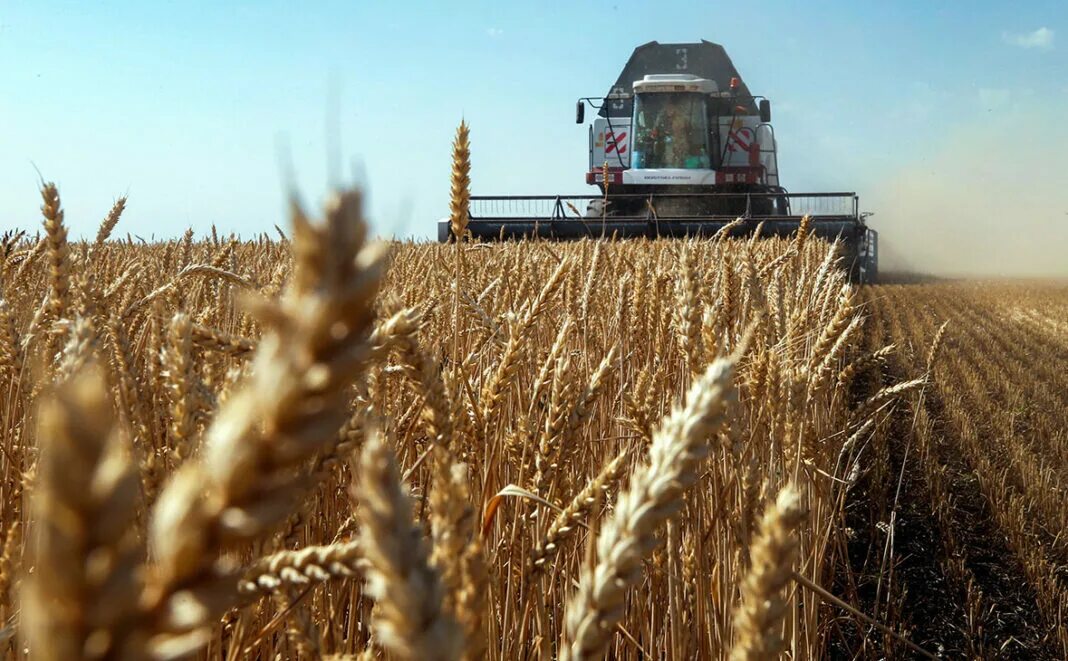 1 5 млн тонн. Сельское хозяйство Краснодарского края 2022. Сбор урожая пшеницы в Кубани. Уборка урожая. Уборка зерновых.