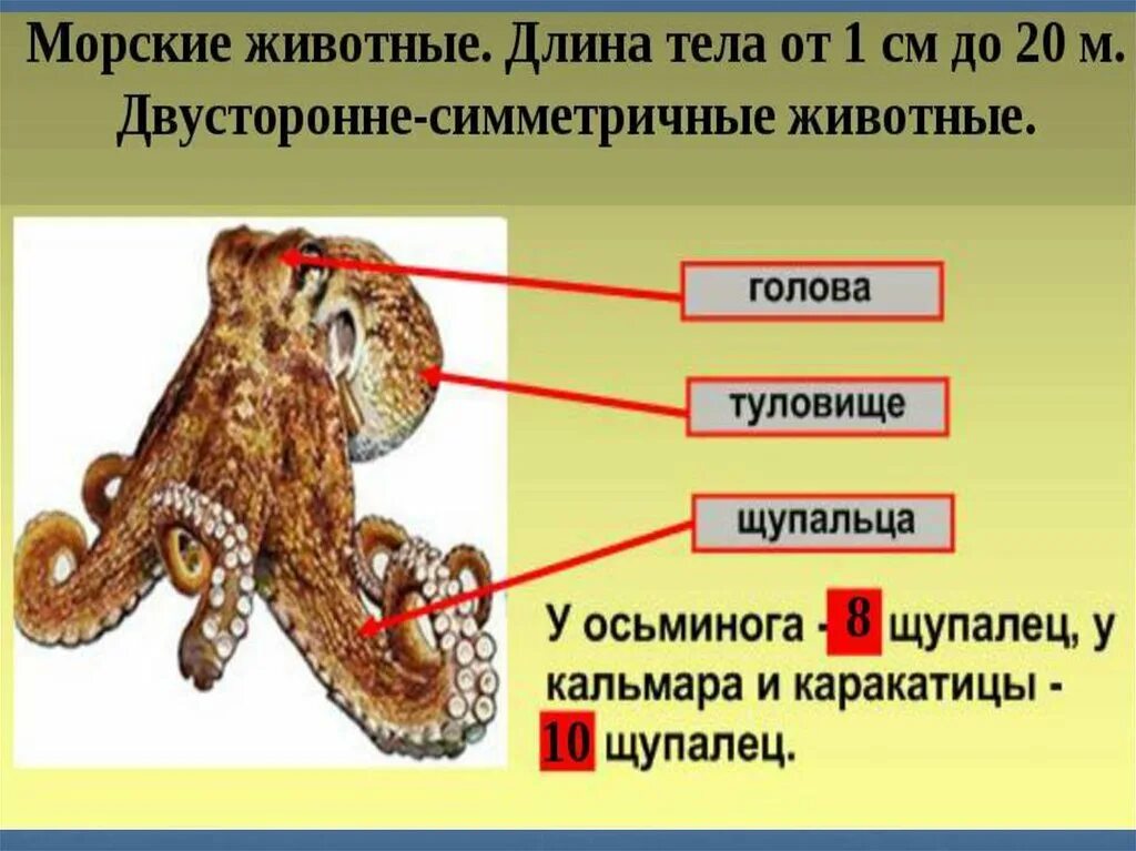 Вопросы по зоологии. Вопросы по зоологии с ответами.