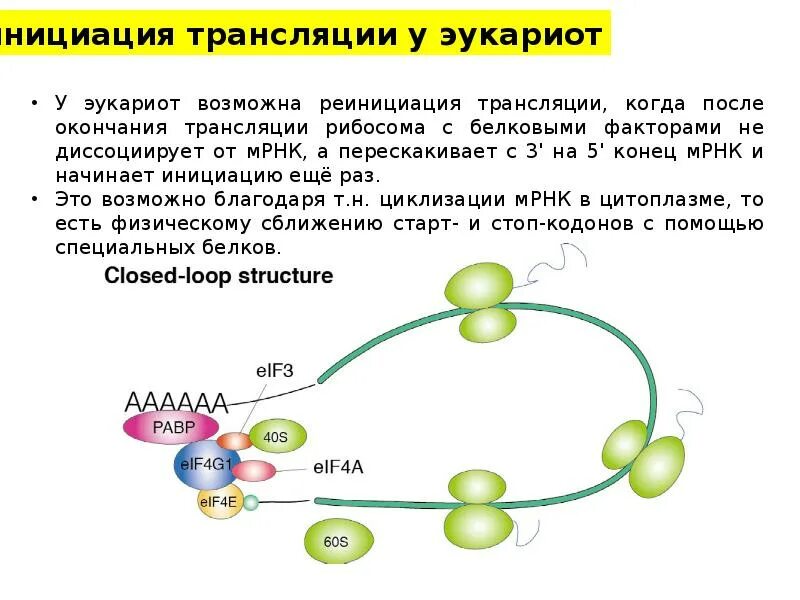 Второй этап трансляции. Трансляция биология. Трансляция биология схема. Этапы трансляции схема. Трансляция биология кратко.