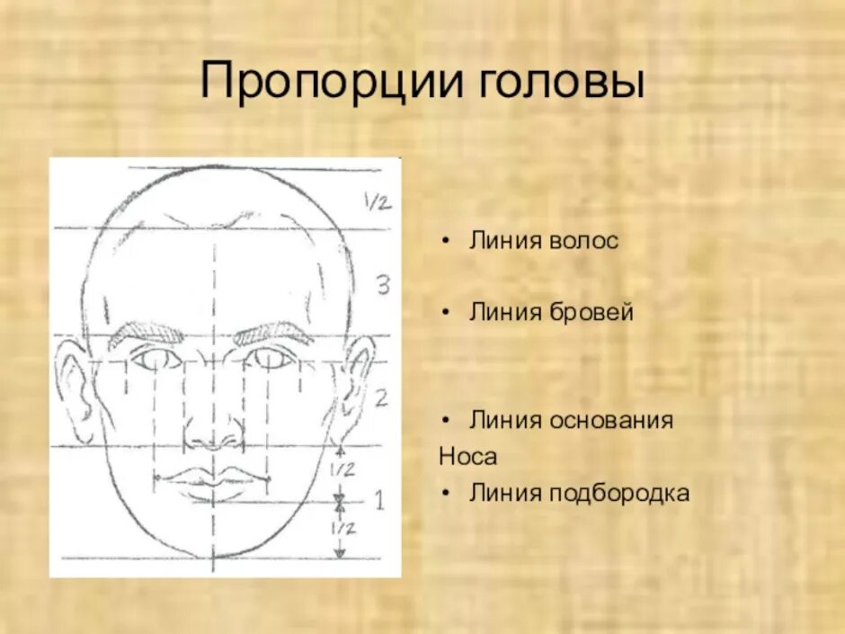 У взрослого человека размер головы занимает. Конструкция головы человека и ее пропорции рисунок. Портрет схема рисунок пропорции головы. Рисунок: "основные пропорции головы человека". Основные пропорции головы человека 6 класс.