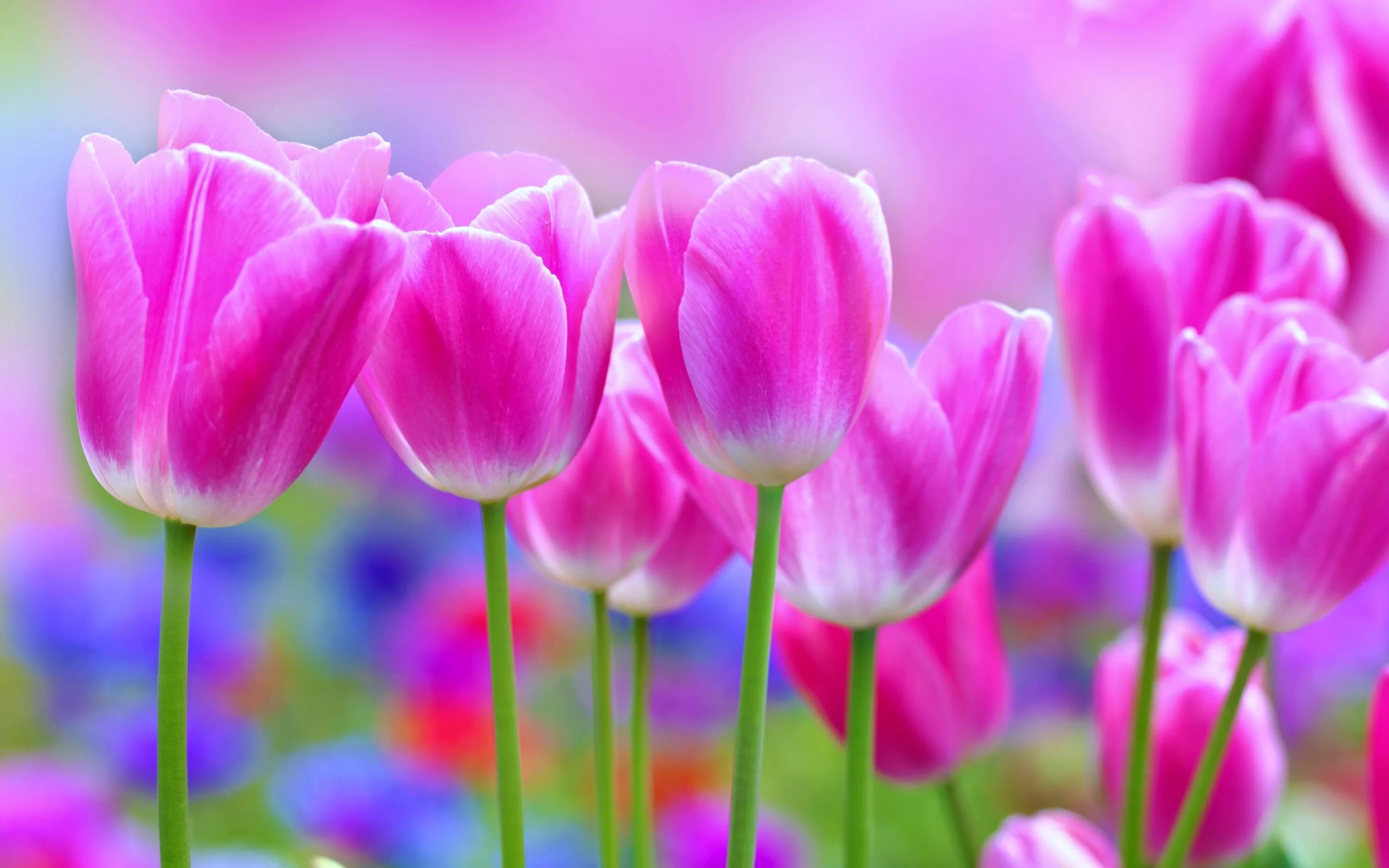 Розовые тюльпаны. Яркие цветы. Весенние тюльпаны. Красивые цветочки. Тюльпашки для милашки