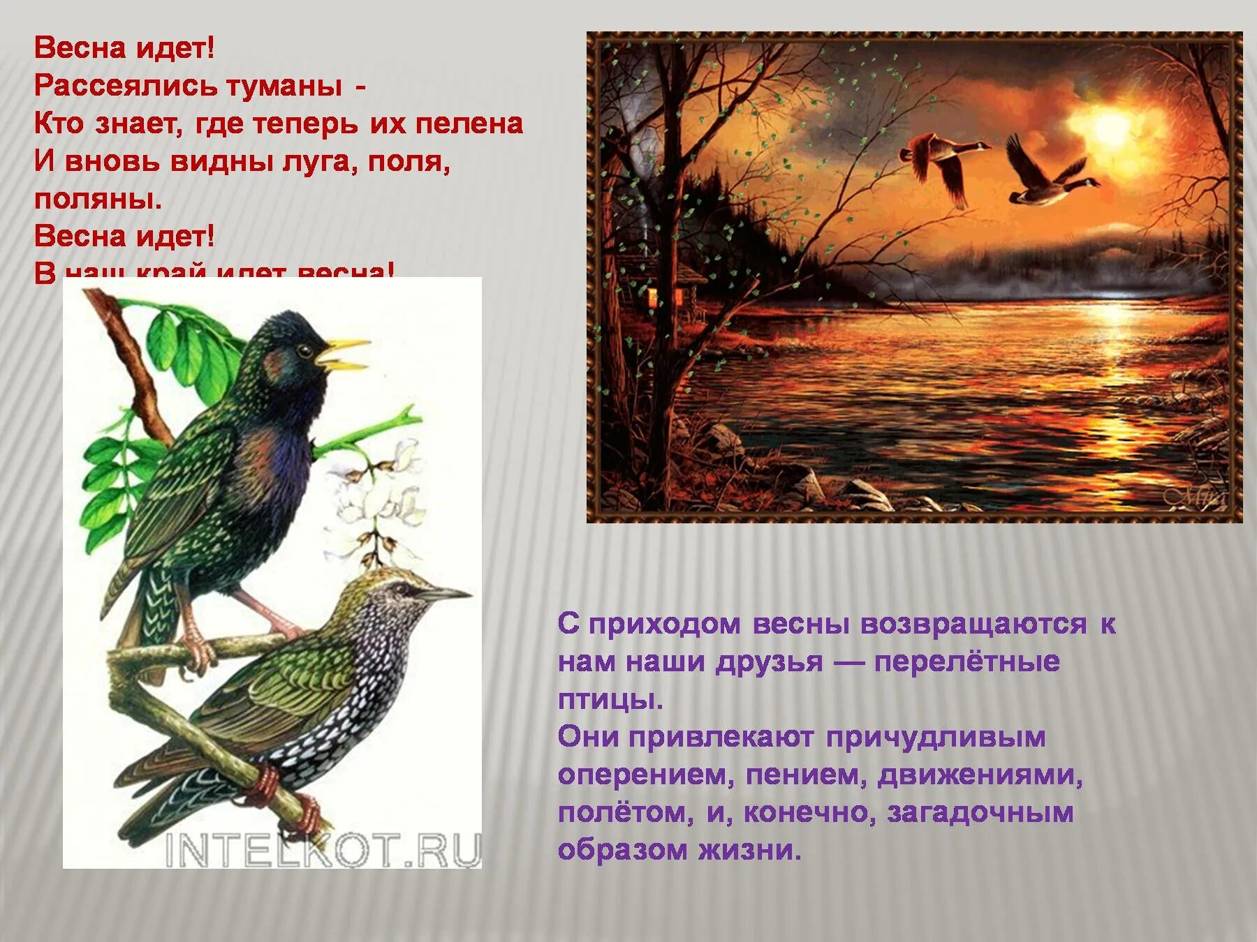 Птицы в жизни человека. Птицы в жизни человека и природы. Роль птиц в природе. Охрана птиц в природе.