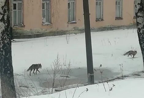 Чужой двор