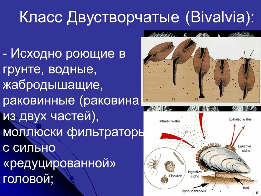 Двустворчатые Тип питания. Раковина редуцирована. Моллюски фильтраторы. Моллюски с редуцированной раковиной.