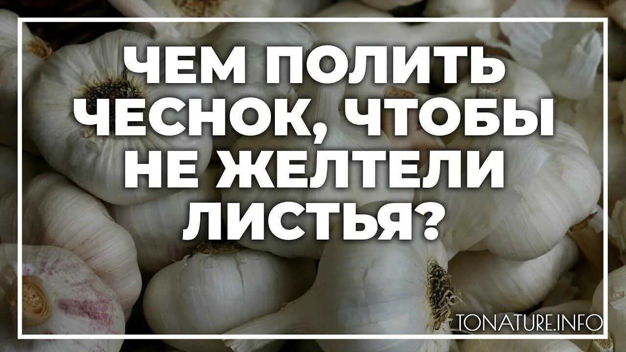 Чем обработать чеснок после зимы. Чть бы нежетели листья чеснока. Чем обработать чеснок. Чем обработать чеснок чтобы не желтели листья. Обработанный чеснок.