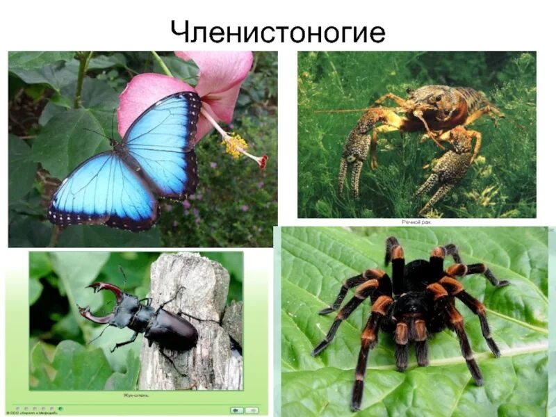 Членистоногие это. Членистоногие. отряды членистоногих. отряды членистоногих насекомых. отряд членистоногие представители.