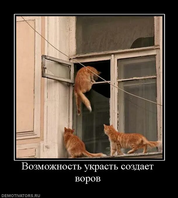Возможность украсть. Демотиваторы с котами смешные. Котэ демотиваторы. Кот демотиватор. Рыжий кот прикол демотиватор.