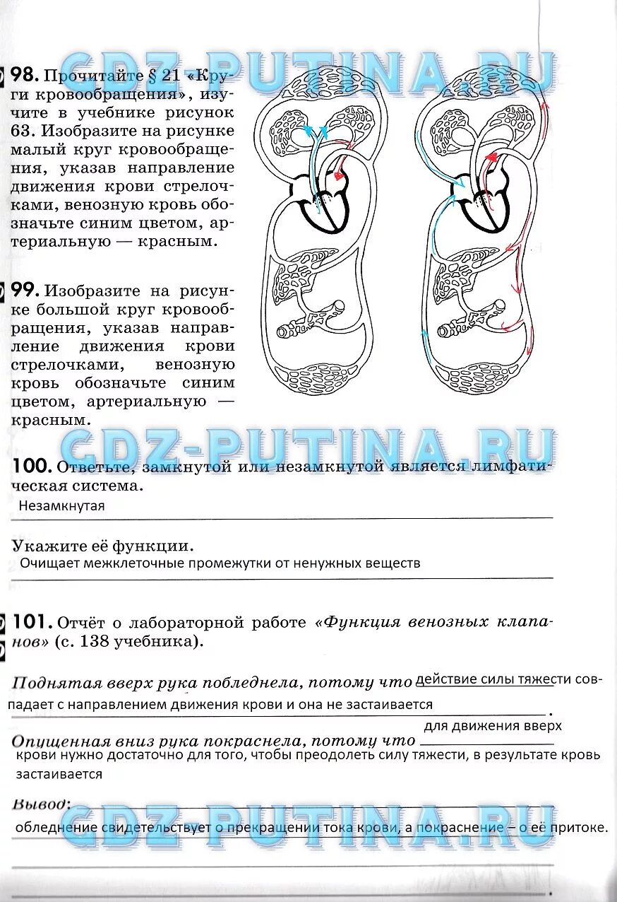 Лабораторная работа функция венозных клапанов 8 класс. Отчет о лабораторной работе функция венозных клапанов. гдз по биологии 8 класс колесов лабораторная работа. лабораторная функции венозных клапанов. функция венозных клапанов вывод.