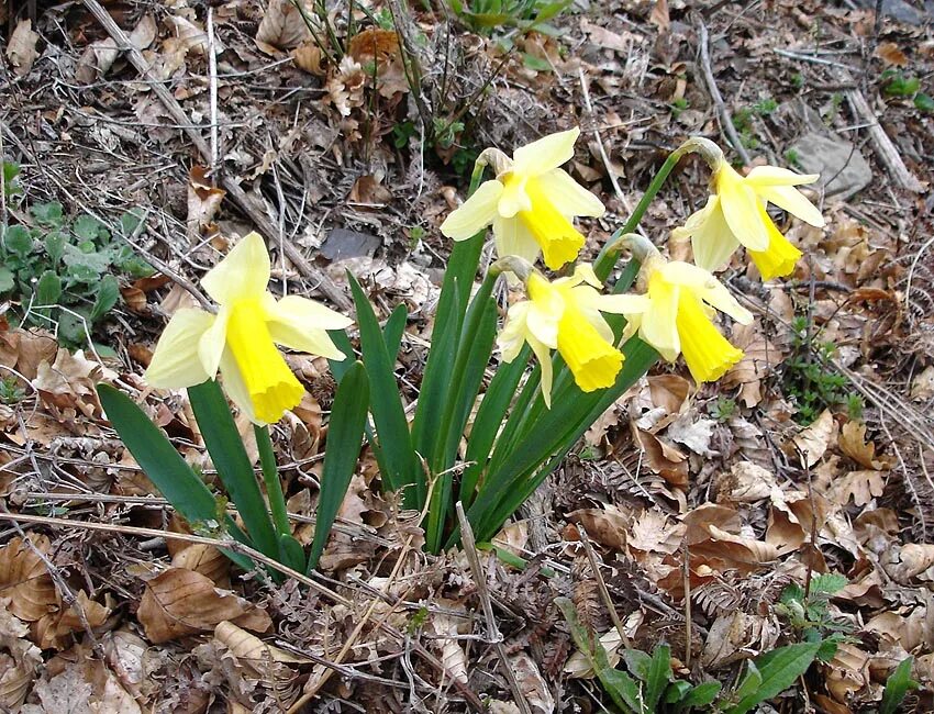 Нарцисс корневище. Narcissus pseudonarcissus. Нарцисс Майский (Narcissus pseudonarc. Нарцисс корень. Корни у нарциссов.