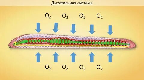 Кровеносная плоских червей