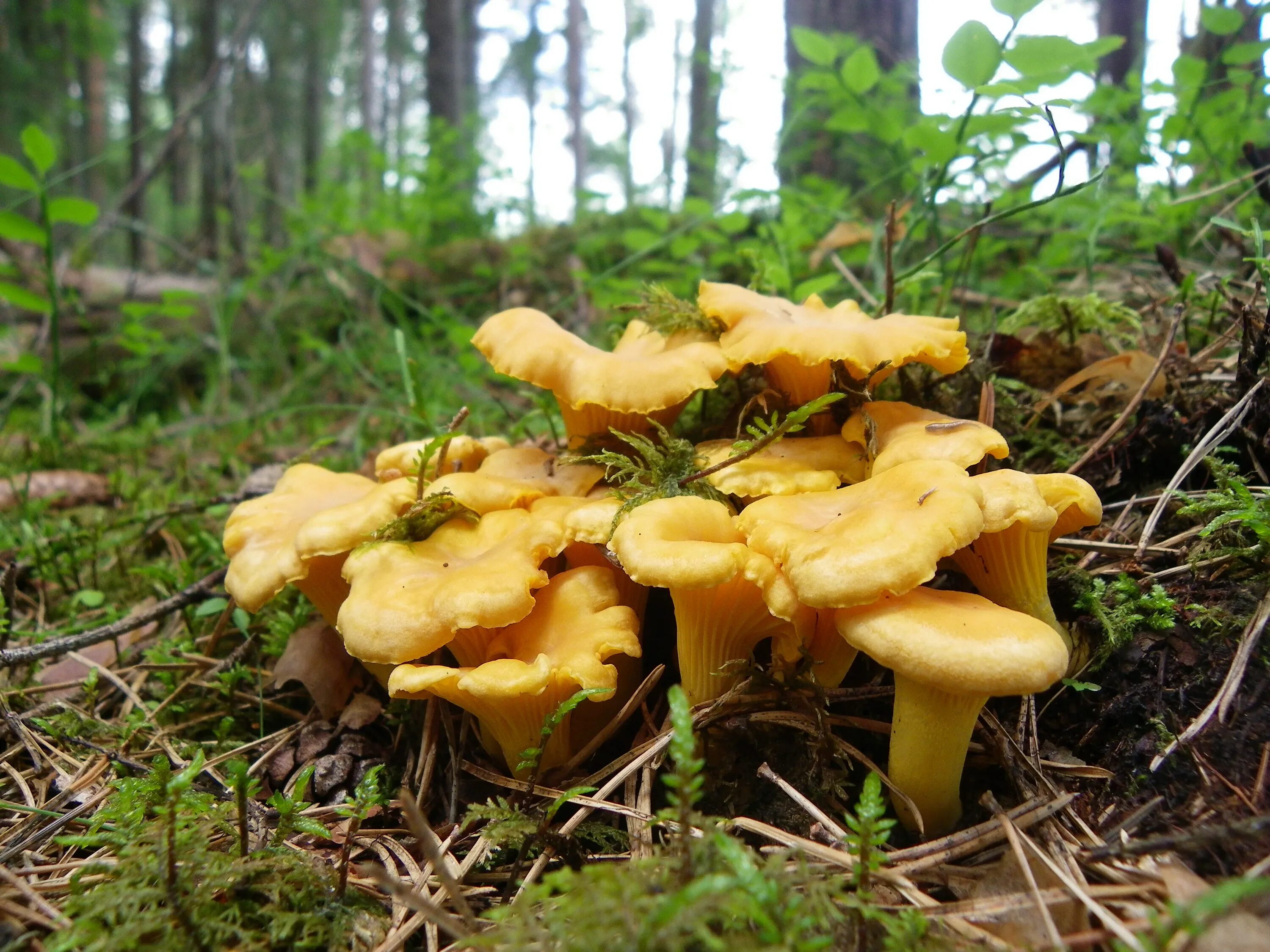 Сыроежка и мухомор. Маслёнок, подосиновик, боровик, сыроежка:. Белая лисичка гриб. Грибы маслята и подосиновики. Russula sphagnophila.