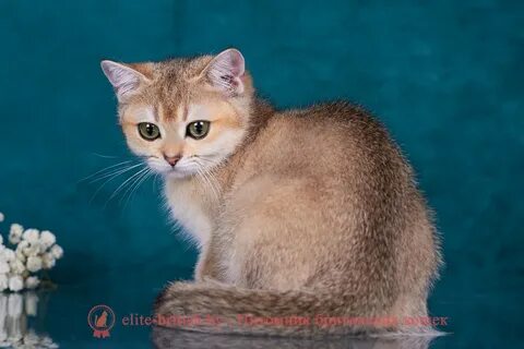 Золото британский кот