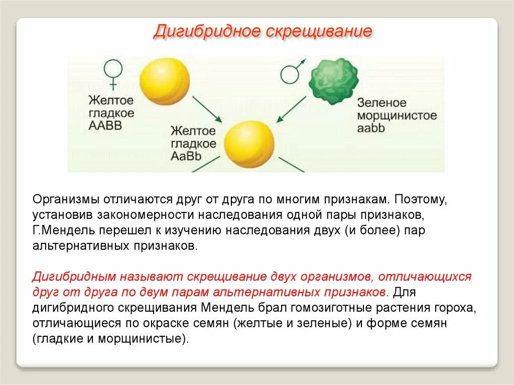 Генотип гороха с желтыми морщинистыми семенами. Генетика дигибридное скрещивание. 3 Закон Менделя дигибридное скрещивание. 3 Закон Менделя скрещивание. Закономерности наследования при дигибридном скрещивании.