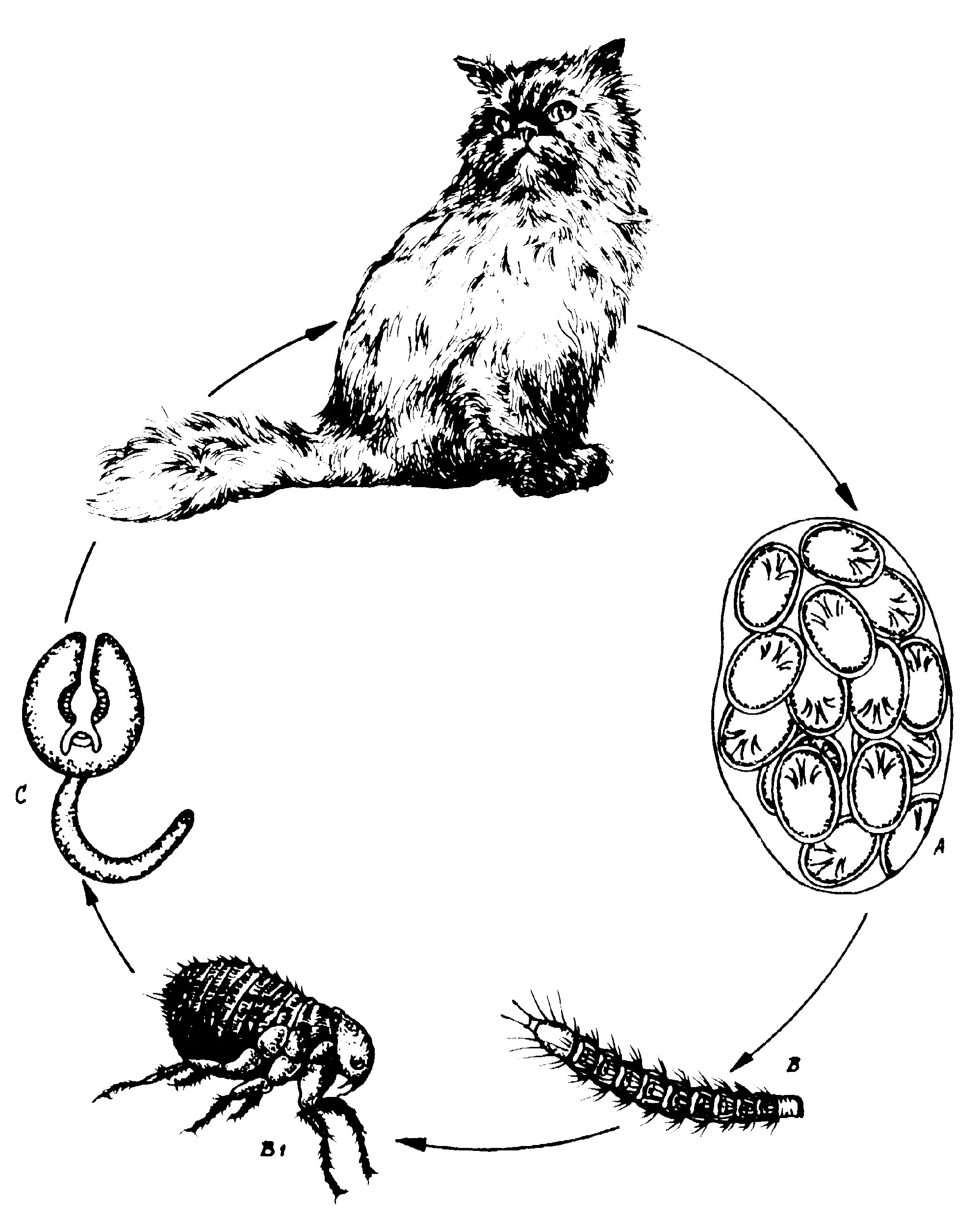 Dipylidium caninum. Цикл развития огуречного цепня. Дипилидиоз плотоядных цикл развития. Дипилидиоз собак цикл развития. Дипилидиоз у кошек цикл развития.