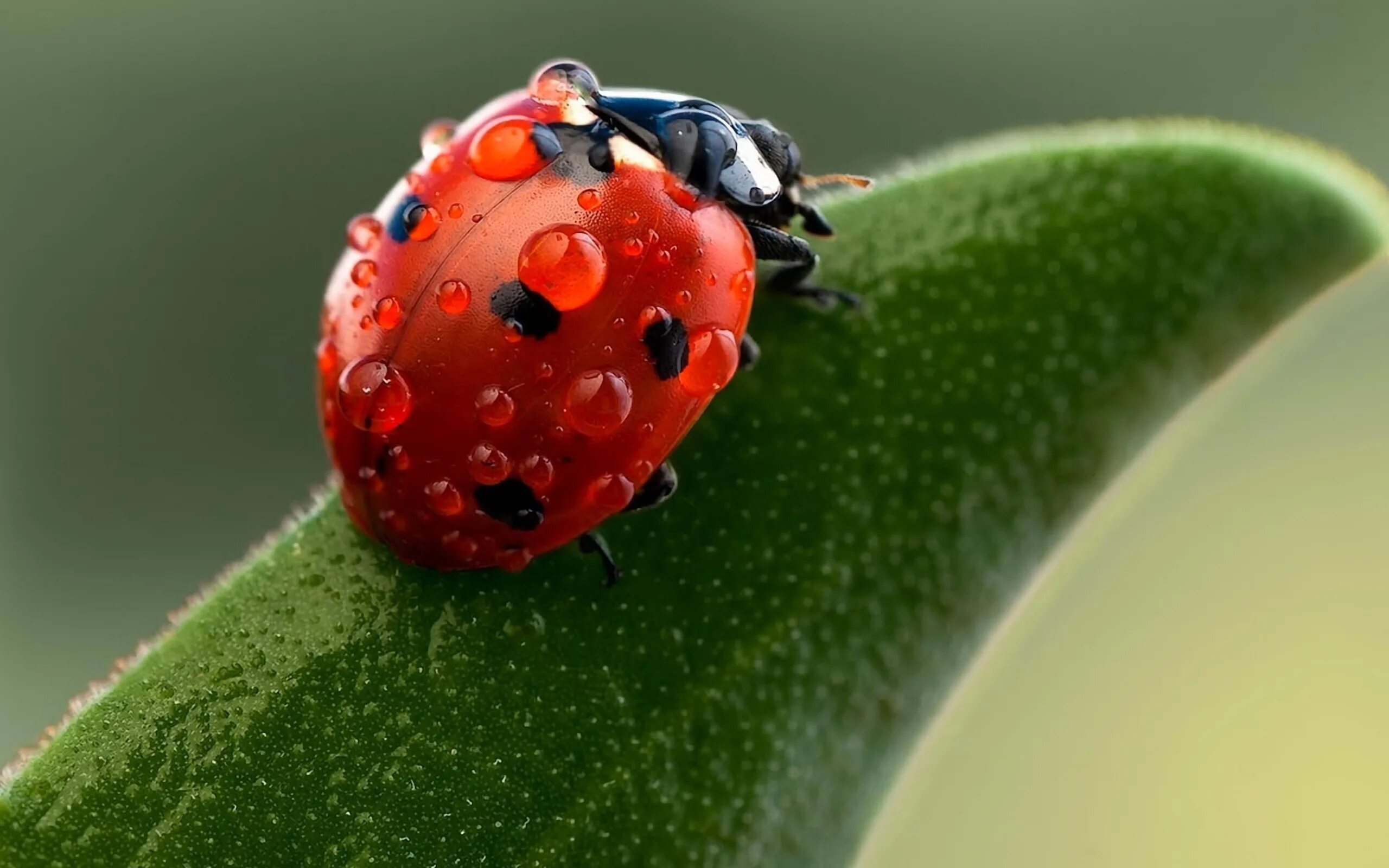 Семиточечная Божья коровка. Ladybug Божья коровка. Двенадцатиточечная Божья коровка (Coleomegilla maculata). Макросъёмка Божья коровка.