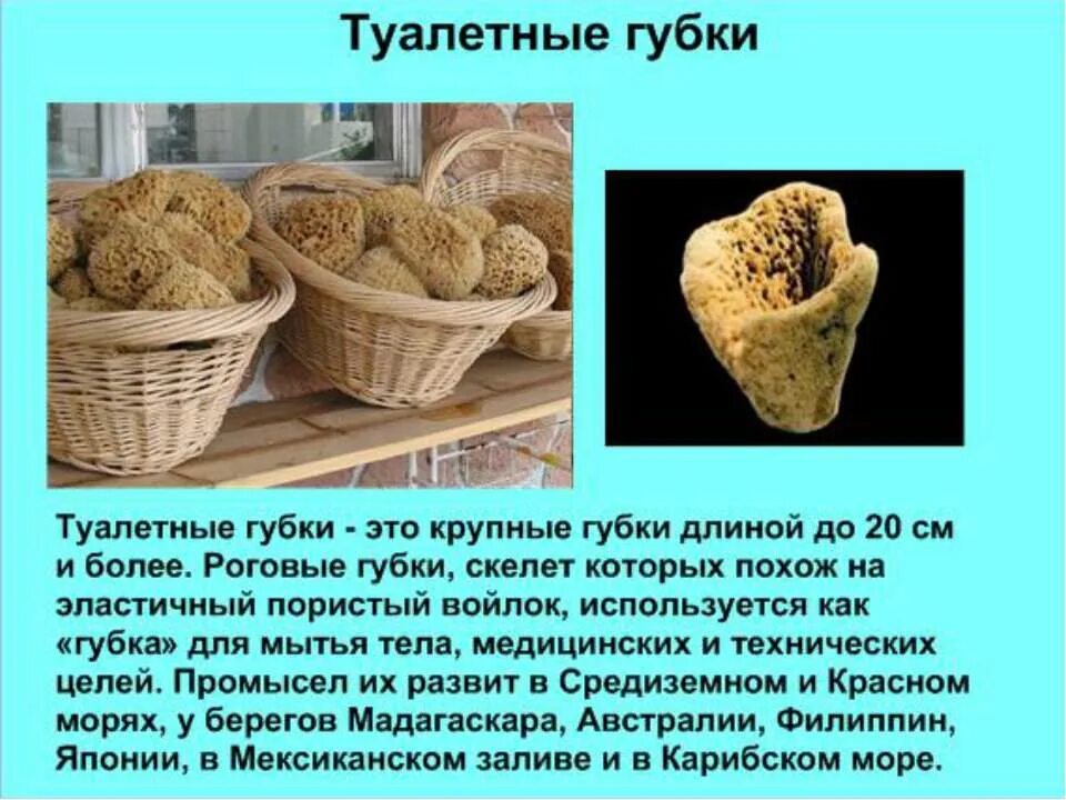 Как человек использует губки. Туалетная губка в биологии. талетнаягубка в биологии. презентация на тему губки биология 7 класс. тип губки 7 класс биология.