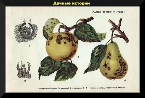 Выходили яблони и груши