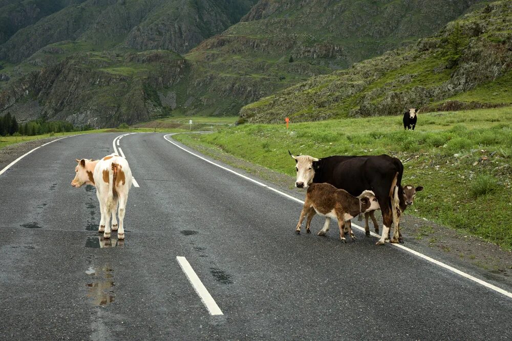 Коровы на Алтае. Коровы на Эльбрусе. Корова на дороге в Москве. Почему коровы какают