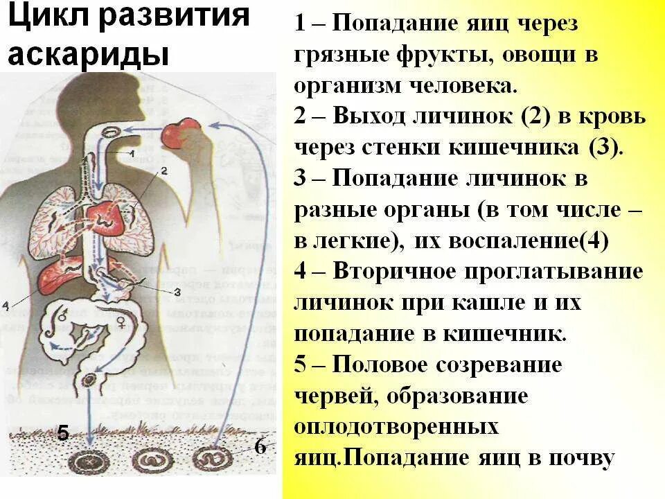 Цикл развития происходит со сменой хозяев аскарида. Жизненный цикл аскариды человеческой схема. цикл развития аскариды человеческой. цикл развития аскариды схема. цикл развития аскариды человеческой схема.