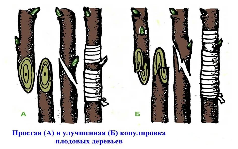 Прививка яблони весной копулировка. Прививка растений копулировка. Улучшенная копулировка черешни. Улучшенная копулировка плодовых деревьев. Можно ли привить черешню на сливу