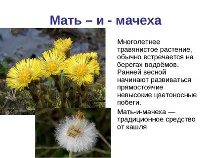 Покажи где мачеха