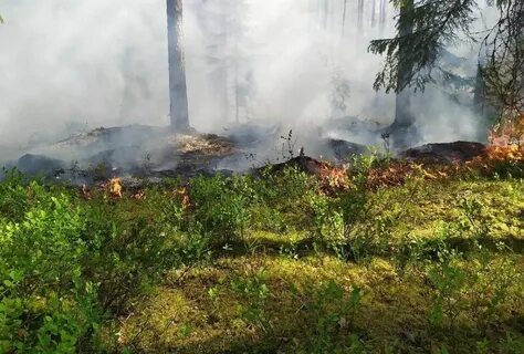 Пожар в лесном массиве