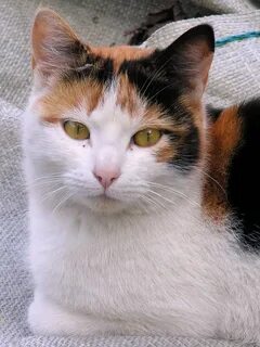 Оранжево черно белая кошка