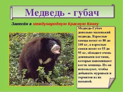 Животные занесенные в международную красную книгу список