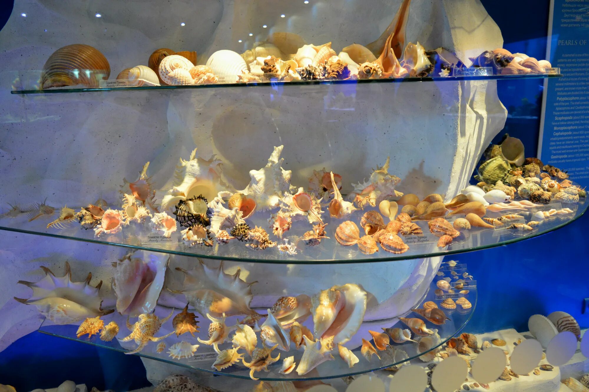 Музей мирового океана в Калининграде. Музей мирового океана в Калининграде аквариум. Океанический музей в Калининграде. Музей мирового океана янтарь Холл.