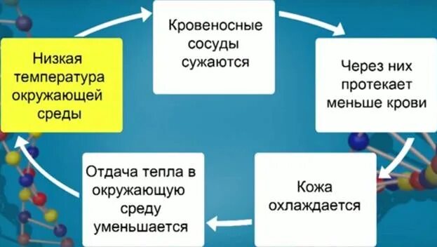 Роль кожи в терморегуляции. Роль кожи в терморегуляции 8 класс. Роль кожи в терморегуляции 8 класс биология. Роль кожи в терморегуляции конспект.