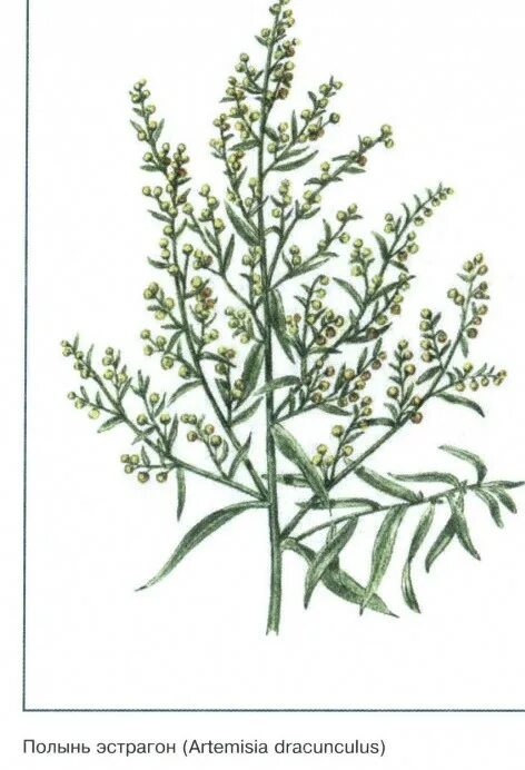 ). Полынь эстрагон. Эстрагон пфефферкорн. Полынь эстрагонная тархун. Полынь эстрагонная (эстрагон)/ artemisia dracunculus.