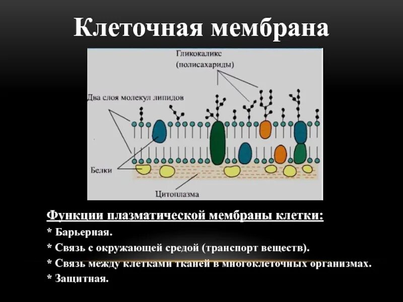 Какова роль клеточной оболочки. Плазматическая мембрана гликокаликс. Клеточная мембрана процесс. Клеточная мембрана гликокаликс. Органоиды плазматической мембраны мембраны клетки.